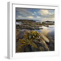 Seaweed, Waipapa Coast, Catlins, Southland, South Island, New Zealand-Rainer Mirau-Framed Photographic Print