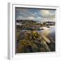 Seaweed, Waipapa Coast, Catlins, Southland, South Island, New Zealand-Rainer Mirau-Framed Photographic Print