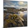 Seaweed, Waipapa Coast, Catlins, Southland, South Island, New Zealand-Rainer Mirau-Mounted Photographic Print