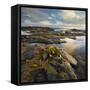 Seaweed, Waipapa Coast, Catlins, Southland, South Island, New Zealand-Rainer Mirau-Framed Stretched Canvas