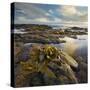 Seaweed, Waipapa Coast, Catlins, Southland, South Island, New Zealand-Rainer Mirau-Stretched Canvas