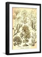 Seaweed-Ernst Haeckel-Framed Art Print