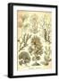 Seaweed-Ernst Haeckel-Framed Art Print