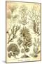 Seaweed-Ernst Haeckel-Mounted Art Print