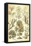 Seaweed-Ernst Haeckel-Framed Stretched Canvas