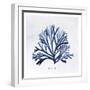 SeaweedFig1-Alicia Vidal-Framed Art Print