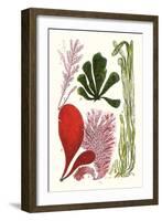 Seaweeds - Common Coralline-James Sowerby-Framed Art Print