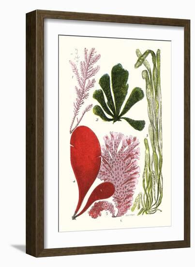 Seaweeds - Common Coralline-James Sowerby-Framed Art Print