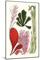 Seaweeds - Common Coralline-James Sowerby-Mounted Art Print