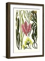 Seaweeds Grasswrack, Carrageen Moss, Bladder-Wrack-James Sowerby-Framed Art Print