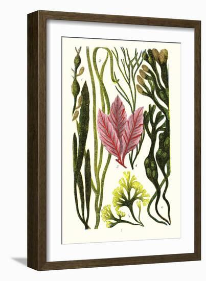 Seaweeds Grasswrack, Carrageen Moss, Bladder-Wrack-James Sowerby-Framed Art Print