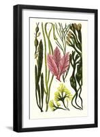 Seaweeds Grasswrack, Carrageen Moss, Bladder-Wrack-James Sowerby-Framed Art Print