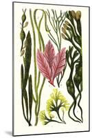 Seaweeds Grasswrack, Carrageen Moss, Bladder-Wrack-James Sowerby-Mounted Art Print
