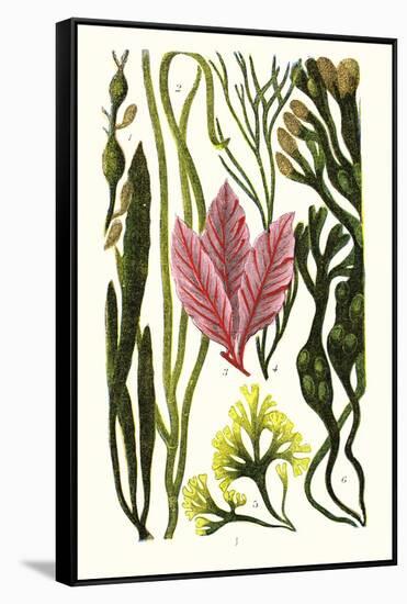 Seaweeds Grasswrack, Carrageen Moss, Bladder-Wrack-James Sowerby-Framed Stretched Canvas