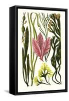 Seaweeds Grasswrack, Carrageen Moss, Bladder-Wrack-James Sowerby-Framed Stretched Canvas