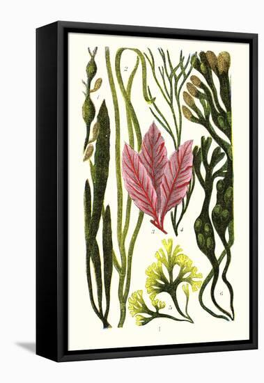 Seaweeds Grasswrack, Carrageen Moss, Bladder-Wrack-James Sowerby-Framed Stretched Canvas