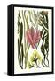 Seaweeds Grasswrack, Carrageen Moss, Bladder-Wrack-James Sowerby-Framed Stretched Canvas