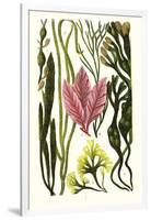 Seaweeds Grasswrack, Carrageen Moss, Bladder-Wrack-James Sowerby-Framed Art Print