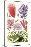 Seaweeds Green Laver-James Sowerby-Mounted Art Print