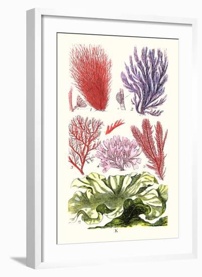 Seaweeds Green Laver-James Sowerby-Framed Art Print