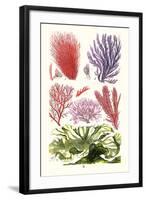 Seaweeds Green Laver-James Sowerby-Framed Art Print