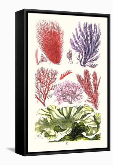 Seaweeds Green Laver-James Sowerby-Framed Stretched Canvas