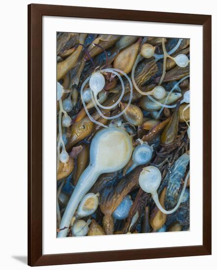 Seaweeds on the beach, Point Lobos State Reserve, California, USA-Art Wolfe-Framed Photographic Print