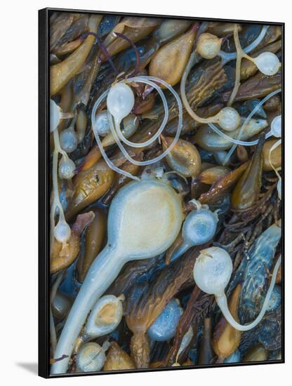 Seaweeds on the beach, Point Lobos State Reserve, California, USA-Art Wolfe-Framed Photographic Print