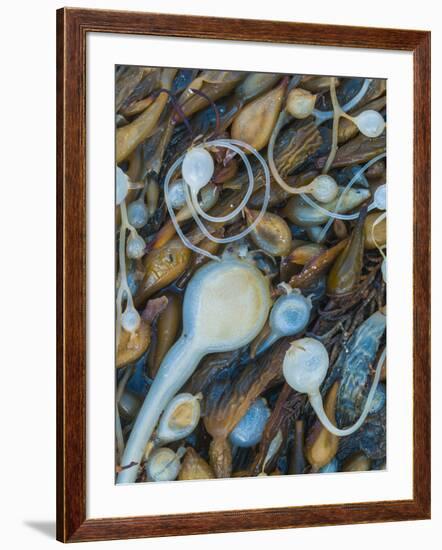 Seaweeds on the beach, Point Lobos State Reserve, California, USA-Art Wolfe-Framed Photographic Print