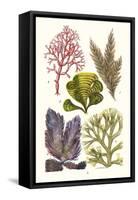 Seaweeds - Peacock's Tail-James Sowerby-Framed Stretched Canvas