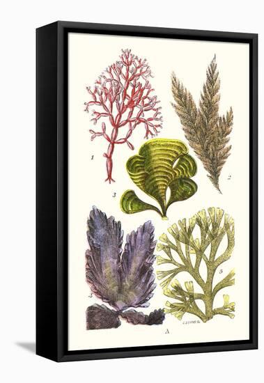 Seaweeds - Peacock's Tail-James Sowerby-Framed Stretched Canvas