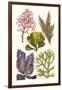 Seaweeds - Peacock's Tail-James Sowerby-Framed Art Print