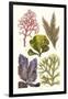 Seaweeds - Peacock's Tail-James Sowerby-Framed Art Print