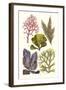 Seaweeds - Peacock's Tail-James Sowerby-Framed Art Print