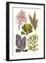 Seaweeds - Peacock's Tail-James Sowerby-Framed Art Print