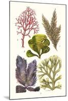 Seaweeds - Peacock's Tail-James Sowerby-Mounted Art Print