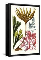 Seaweeds-James Sowerby-Framed Stretched Canvas