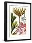 Seaweeds-James Sowerby-Framed Art Print