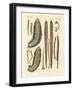 Seaworms-null-Framed Giclee Print