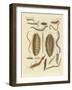 Seaworms-null-Framed Giclee Print