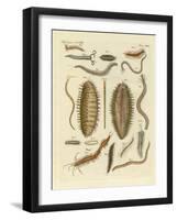 Seaworms-null-Framed Giclee Print