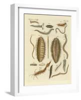 Seaworms-null-Framed Giclee Print