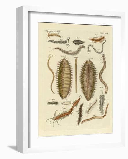 Seaworms-null-Framed Giclee Print