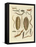 Seaworms-null-Framed Stretched Canvas