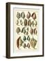 Seba Shell Collection III-Albertus Seba-Framed Art Print