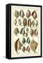 Seba Shell Collection III-Albertus Seba-Framed Stretched Canvas