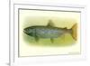 Sebago Salmon-null-Framed Art Print