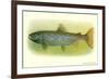 Sebago Salmon-null-Framed Art Print