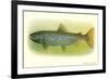 Sebago Salmon-null-Framed Art Print