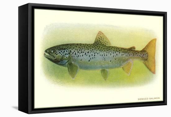 Sebago Salmon-null-Framed Stretched Canvas